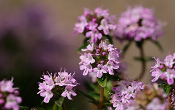 О пользе чабреца при кашле